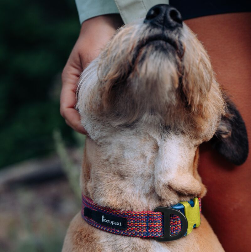 Del D??a Dog Collar - Image 3